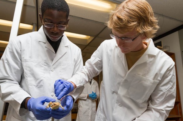 Caleb Bayewu, a junior Biochemistry major (left), cradled a bearded dragon in his hands as Cory Barnes (right), a senior Biology major, attached tiny reflective beads to the bumpy skin on the patient reptile’s forearm. 