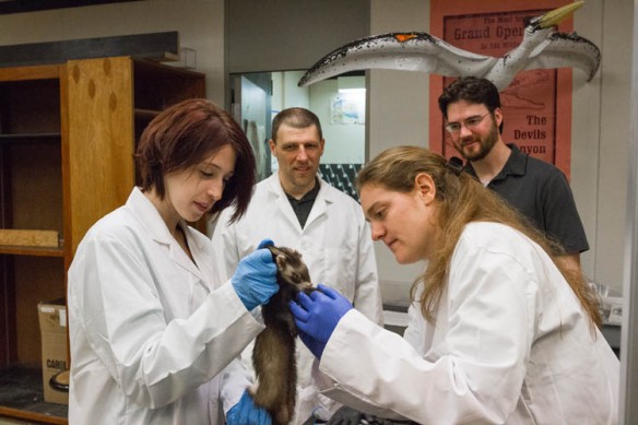 Bridget Kuhlman (left) and Kelsey Gamble (right) attach tracking beads to the ferret nick-named, "Mocha" as Drs. Bonnan and Shulman look on.