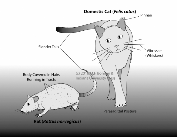 A figure from my book, The Bare Bones. Note how the rat has a more crouched posture whereas the cat is more upright.