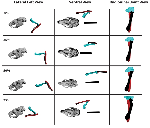 Lateral, ventral, and radioulnar joint views of the humerus (sea green), radius (black), and ulna (red) in a typical step cycle in Rattus norvegicus. Long-axis rotation (LAR) of the radius about the ulna (radius pronation) is shown in cranial view from the perspective of the ulna (the ulna appears to be stationary in the radioulnar joint view relative to the humerus and radius). Note radius (black) LAR relative to the ulna (red). Percentages = portion of the step cycle. Black bar in ventral view = body midline based on sternum.